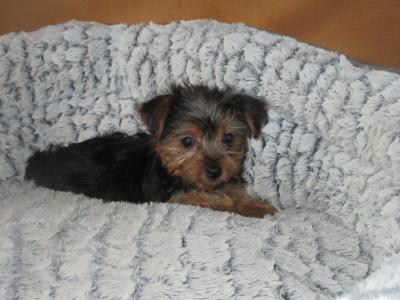 Yorkshire Terrier puppies in Carlow